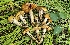  (Cortinarius sp. CA83 - HAY-F-002251)  @11 [ ] by-nc (2023) Thea Chesney Fungal Diversity Survey