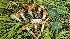  ( - HAY-F-002251)  @11 [ ] by-nc (2023) Thea Chesney Fungal Diversity Survey