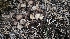  ( - HAY-F-002267)  @11 [ ] by-nc (2023) Thea Chesney Fungal Diversity Survey