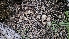  ( - HAY-F-002267)  @11 [ ] by-nc (2023) Thea Chesney Fungal Diversity Survey