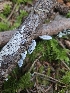  (Cyanosporus arbuti - HAY-F-006354)  @11 [ ] by (2023) Mandy Hackney Fungal Diversity Survey