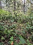  ( - HAY-F-006225)  @11 [ ] by (2023) Mandy Hackney Fungal Diversity Survey