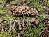  ( - HAY-F-006200)  @11 [ ] by (2023) Mandy Hackney Fungal Diversity Survey