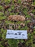  ( - HAY-F-006200)  @11 [ ] by (2023) Mandy Hackney Fungal Diversity Survey
