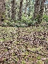  ( - HAY-F-006200)  @11 [ ] by (2023) Mandy Hackney Fungal Diversity Survey
