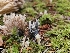  ( - HAY-F-006205)  @11 [ ] by (2023) Mandy Hackney Fungal Diversity Survey