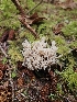  ( - HAY-F-006205)  @11 [ ] by (2023) Mandy Hackney Fungal Diversity Survey