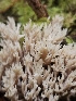  ( - HAY-F-006205)  @11 [ ] by (2023) Mandy Hackney Fungal Diversity Survey