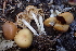  (Galerina stylifera - HAY-F-006533)  @11 [ ] by-nc (2023) Damon Tighe Fungal Diversity Survey
