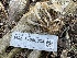  ( - HAY-F-006534)  @11 [ ] by-nc (2023) Damon Tighe Fungal Diversity Survey