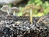 ( - HAY-F-006536)  @11 [ ] by-nc (2023) Damon Tighe Fungal Diversity Survey