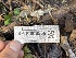  ( - HAY-F-006536)  @11 [ ] by-nc (2023) Damon Tighe Fungal Diversity Survey