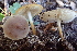  ( - HAY-F-006536)  @11 [ ] by-nc (2023) Damon Tighe Fungal Diversity Survey