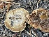  ( - HAY-F-006537)  @11 [ ] by-nc (2023) Damon Tighe Fungal Diversity Survey
