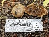  ( - HAY-F-006537)  @11 [ ] by-nc (2023) Damon Tighe Fungal Diversity Survey