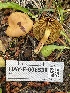  (Cortinarius thiersii - HAY-F-006538)  @11 [ ] by-nc (2023) Damon Tighe Fungal Diversity Survey