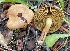  ( - HAY-F-006538)  @11 [ ] by-nc (2023) Damon Tighe Fungal Diversity Survey