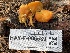  ( - HAY-F-006539)  @11 [ ] by-nc (2023) Damon Tighe Fungal Diversity Survey