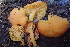  ( - HAY-F-006539)  @11 [ ] by-nc (2023) Damon Tighe Fungal Diversity Survey