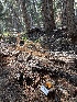 ( - HAY-F-006539)  @11 [ ] by-nc (2023) Damon Tighe Fungal Diversity Survey