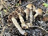  ( - HAY-F-006540)  @11 [ ] by-nc (2023) Damon Tighe Fungal Diversity Survey