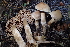  ( - HAY-F-006540)  @11 [ ] by-nc (2023) Damon Tighe Fungal Diversity Survey