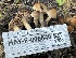  ( - HAY-F-006540)  @11 [ ] by-nc (2023) Damon Tighe Fungal Diversity Survey