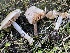  ( - HAY-F-006541)  @11 [ ] by-nc (2023) Damon Tighe Fungal Diversity Survey