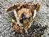  (Cortinarius sp. CA55 - HAY-F-006542)  @11 [ ] by-nc (2023) Damon Tighe Fungal Diversity Survey