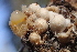  (Sphaerobolus sp. CA02 - HAY-F-006546)  @11 [ ] by-nc (2023) Damon Tighe Fungal Diversity Survey