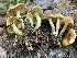  (Pholiota sp. CA02 - HAY-F-006548)  @11 [ ] by-nc (2023) Damon Tighe Fungal Diversity Survey