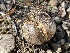  ( - HAY-F-006549)  @11 [ ] by-nc (2023) Damon Tighe Fungal Diversity Survey