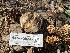  ( - HAY-F-006549)  @11 [ ] by-nc (2023) Damon Tighe Fungal Diversity Survey