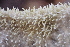  ( - HAY-F-006554)  @11 [ ] by-nc (2023) Damon Tighe Fungal Diversity Survey