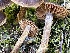  ( - HAY-F-006555)  @11 [ ] by-nc (2023) Damon Tighe Fungal Diversity Survey