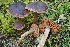  ( - HAY-F-006555)  @11 [ ] by-nc (2023) Damon Tighe Fungal Diversity Survey