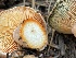  ( - HAY-F-006558)  @11 [ ] by-nc (2023) Damon Tighe Fungal Diversity Survey