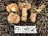  ( - HAY-F-006558)  @11 [ ] by-nc (2023) Damon Tighe Fungal Diversity Survey