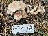  ( - HAY-F-006559)  @11 [ ] by-nc (2023) Damon Tighe Fungal Diversity Survey
