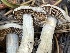  ( - HAY-F-006559)  @11 [ ] by-nc (2023) Damon Tighe Fungal Diversity Survey