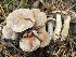  ( - HAY-F-006559)  @11 [ ] by-nc (2023) Damon Tighe Fungal Diversity Survey