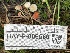  ( - HAY-F-006560)  @11 [ ] by-nc (2023) Damon Tighe Fungal Diversity Survey