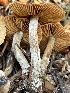  ( - HAY-F-006563)  @11 [ ] by-nc (2023) Damon Tighe Fungal Diversity Survey
