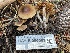 (Cortinarius sp. PNW38 - HAY-F-006563)  @11 [ ] by-nc (2023) Damon Tighe Fungal Diversity Survey