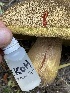  ( - HAY-F-007571)  @11 [ ] by-nc (2023) Damon Tighe Fungal Diversity Survey