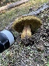  ( - HAY-F-007571)  @11 [ ] by-nc (2023) Damon Tighe Fungal Diversity Survey