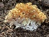  ( - HAY-F-007572)  @11 [ ] by-nc (2023) Damon Tighe Fungal Diversity Survey