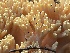  ( - HAY-F-007572)  @11 [ ] by-nc (2023) Damon Tighe Fungal Diversity Survey