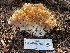  (Ramaria largentii - HAY-F-007572)  @11 [ ] by-nc (2023) Damon Tighe Fungal Diversity Survey