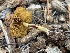  ( - HAY-F-007573)  @11 [ ] by-nc (2023) Damon Tighe Fungal Diversity Survey